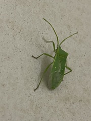 Homoeocerus lacertosus