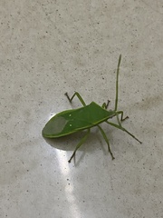 Homoeocerus lacertosus