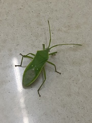 Homoeocerus lacertosus