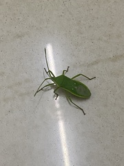 Homoeocerus lacertosus