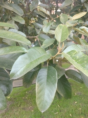 Citharexylum subflavescens