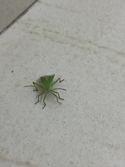 Homoeocerus lacertosus