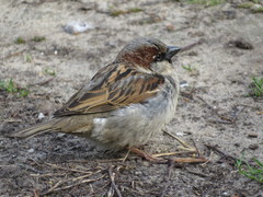 Passer domesticus