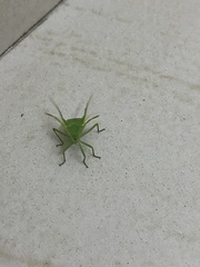 Homoeocerus lacertosus