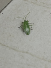 Homoeocerus lacertosus