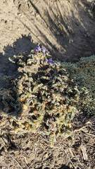 Astragalus peruvianus