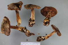 Cortinarius dulciolens