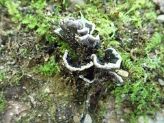Thelephora cuticularis