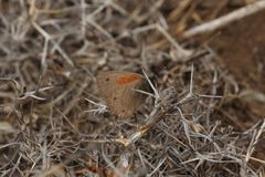 Cosmosatyrus leptoneuroides