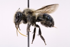 Osmia virga
