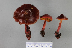 Cortinarius cardinalis