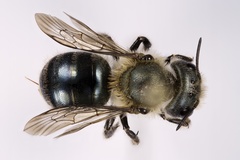 Osmia virga