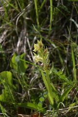 Dactylorhiza sambucina