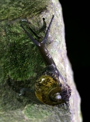 Petalochlamys