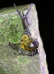 Petalochlamys