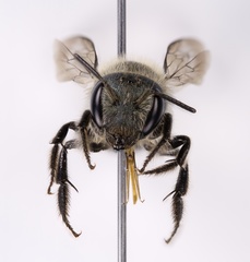 Osmia virga