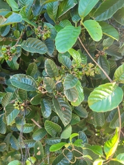 Tetracera