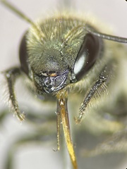 Osmia virga