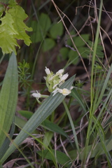 Dactylorhiza sambucina