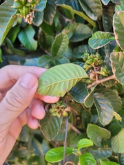 Tetracera