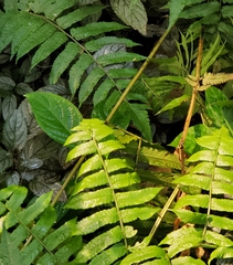 Dryopteris cycadina