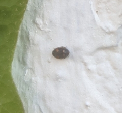 Nephus quadrimaculatus