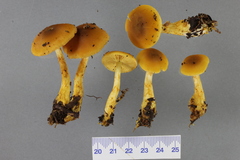 Cortinarius chrysma