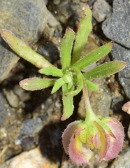 Calendula tripterocarpa