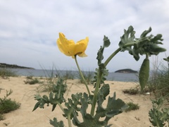 Glaucium flavum