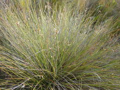 Hypodiscus alboaristatus