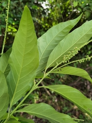 Citharexylum costaricense