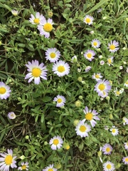 Astranthium ciliatum