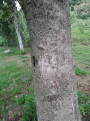 Phyllanthus chacoensis