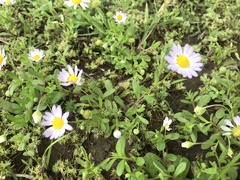 Astranthium ciliatum