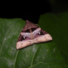 Avatha bubo