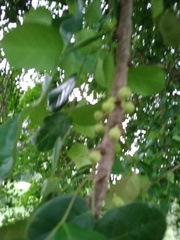 Phyllanthus chacoensis