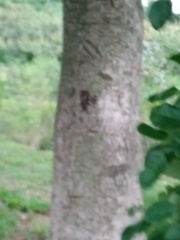 Phyllanthus chacoensis