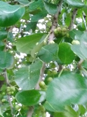 Phyllanthus chacoensis