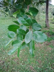 Phyllanthus chacoensis