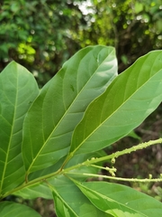 Citharexylum costaricense