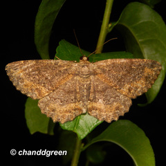 Microcalicha nigrescens