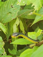 Chironius flavopictus