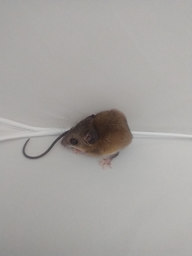 Slender Harvest Mouse