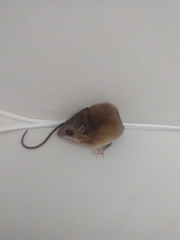 Reithrodontomys gracilis