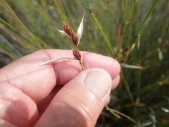 Hypodiscus alboaristatus