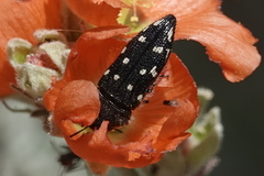 Acmaeodera bowditchi