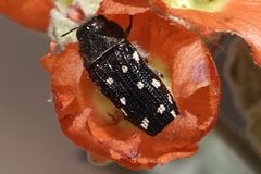 Acmaeodera bowditchi