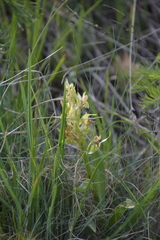 Dactylorhiza sambucina