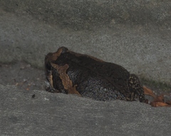 Kaloula pulchra