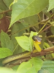 Chironius flavopictus